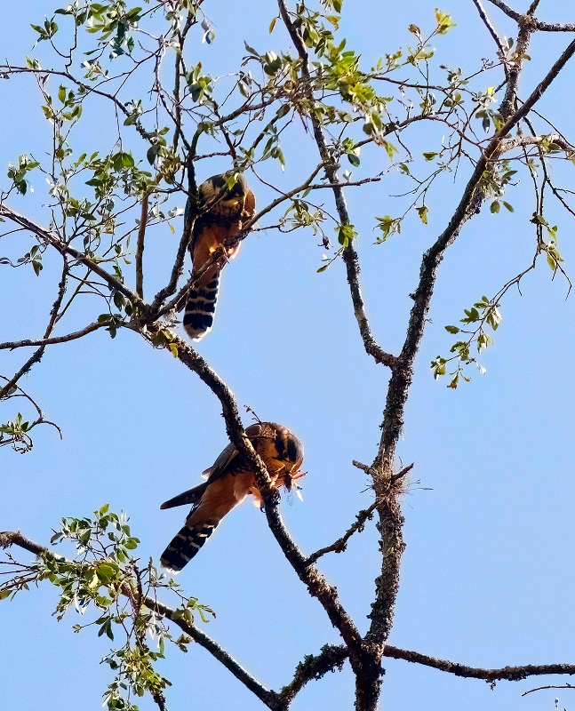 The valuable natural treasure protected by El Morado.